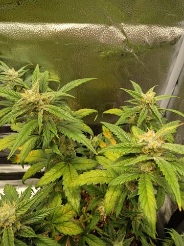 2×2 Autoflower FastBuds Grow — grow_setup, day 1