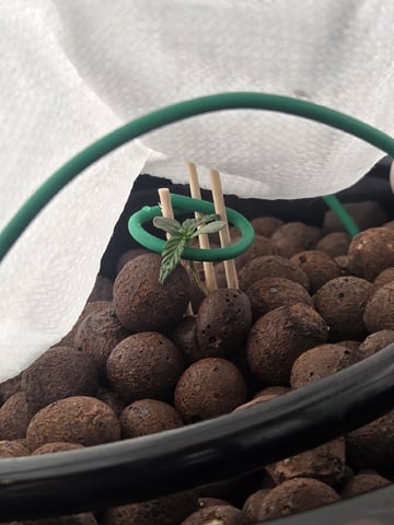 Northern Lights / Banana Kush — seedling_rooting, day 13