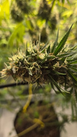 Big Momma Blue Dream  — flower, day 51