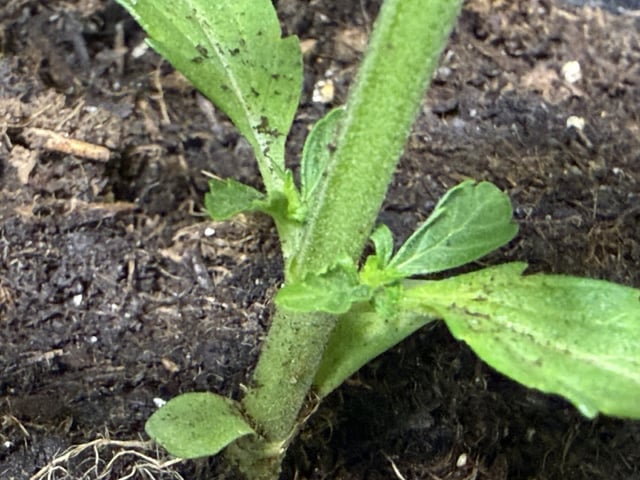Random Seed — vegetative, day 17