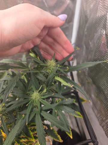Experiment Time — flower, day 53