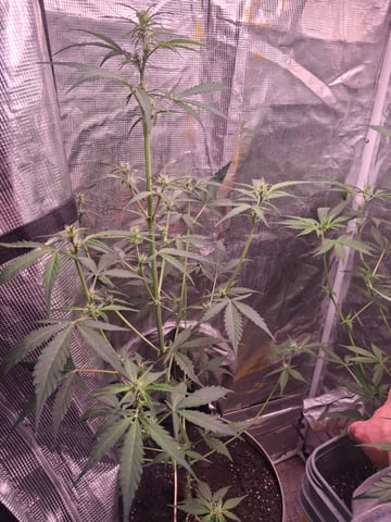 Queen B  — flower, day 52