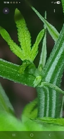 triangle kush  — flower, day 41