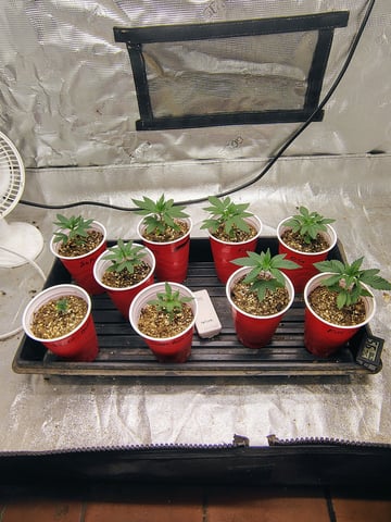 garage set up — vegetative, day 32