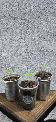 CzechsMex 2.0 — seedling_rooting, day 16