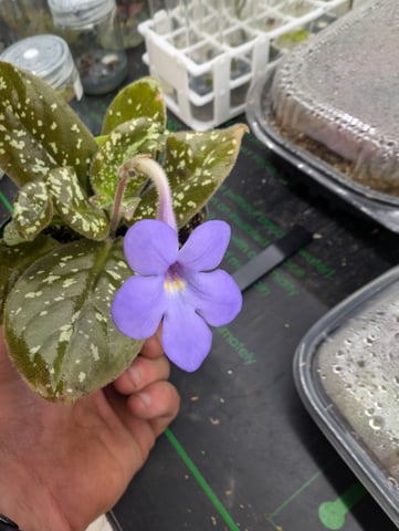 See what grows — vegetative, day 154