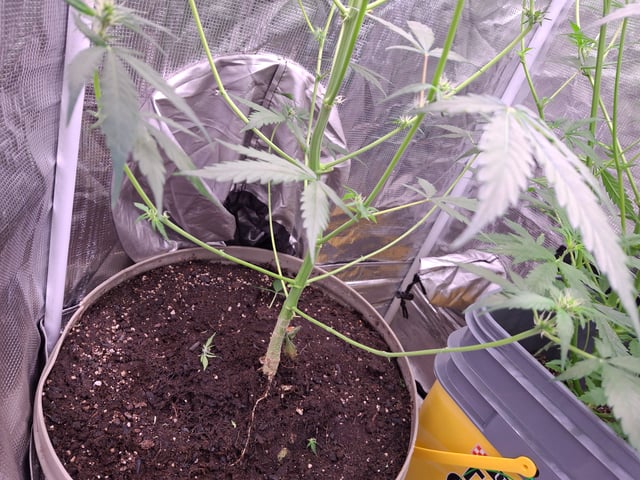 Queen B  — flower, day 51