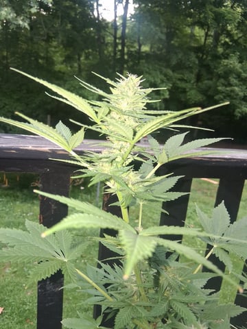 First Indoor Grow  — flower, day 86