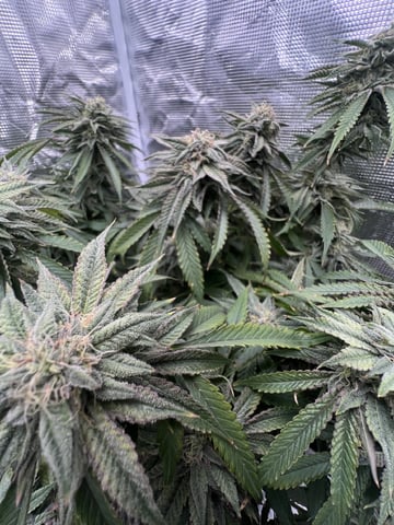 New LADIEZZ — flower, day 115