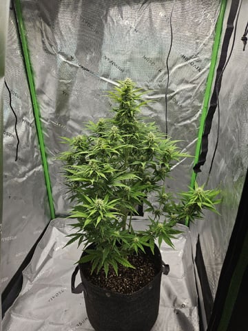 Gorilla Z auto — flower, day 78