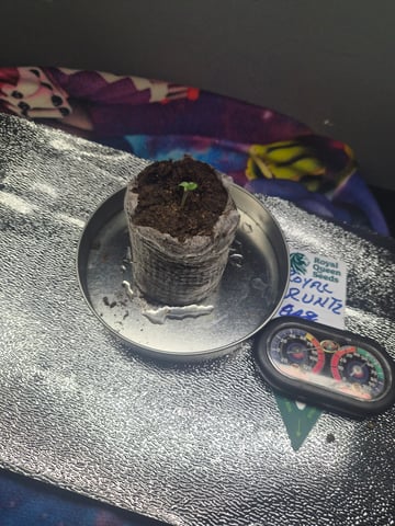 I'll get it right — germination, day 4