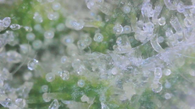 tropickle — flower, day 106