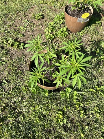 2026 Outdoor — vegetative, day 49