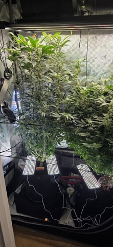 Ace Killer OG — flower, day 68