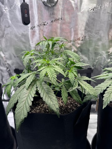 wedding cake auto FIRST GROW! — vegetative, day 28
