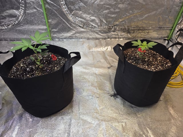 Blueberry Creamcheese — vegetative, day 18