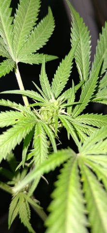 blueberry funk — flower, day 100