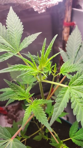 Plant 10A — flower, day 60
