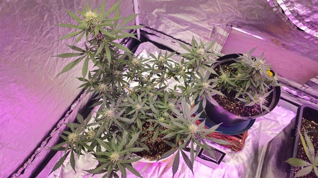 first grow adventure  — flower, day 53