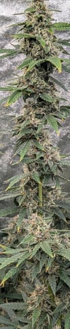 Strawberry Cheesecake Seedsman Seeds Autoflowers x2 — flower, day 69
