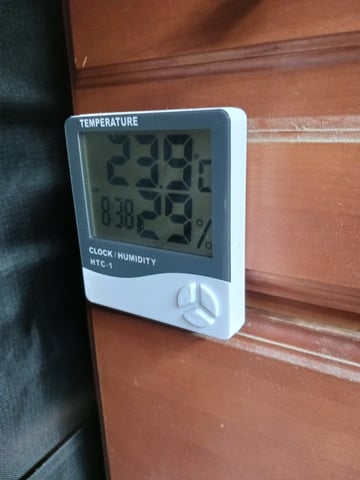 black gorilla feminized  — flower, day 17