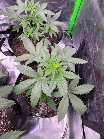 Pineapple Express  — auto, day 12