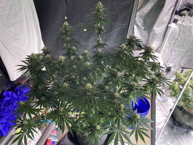 Planet Berry 7skunksgenetics  — grow_setup, day 33