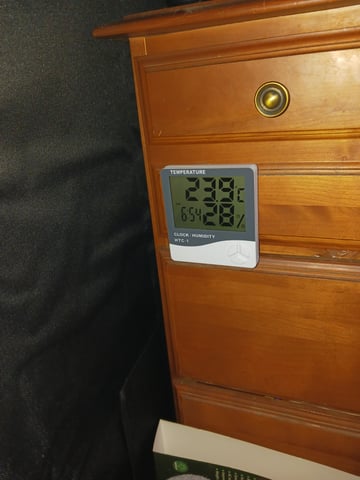 black gorilla feminized  — vegetative, day 5