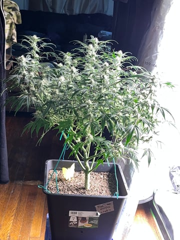 tropicana cookie purple  — flower, day 63