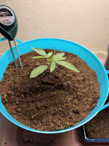 Apple Betty — seedling_rooting, day 2