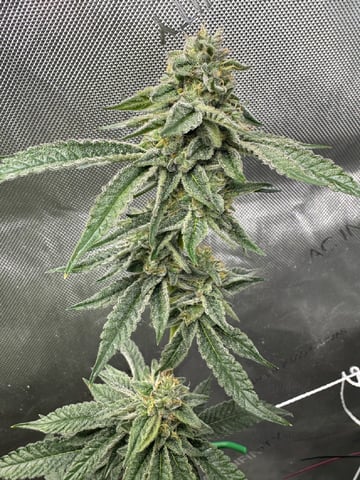 catpiss canyon & Apple Candie  — flower, day 21