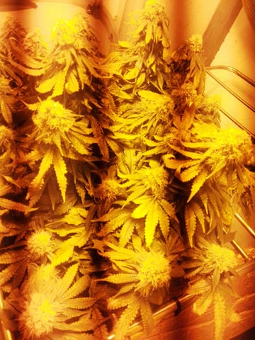 If it's Loose it's got to be a Unicorn..