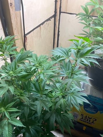 AK Clone — flower, day 81