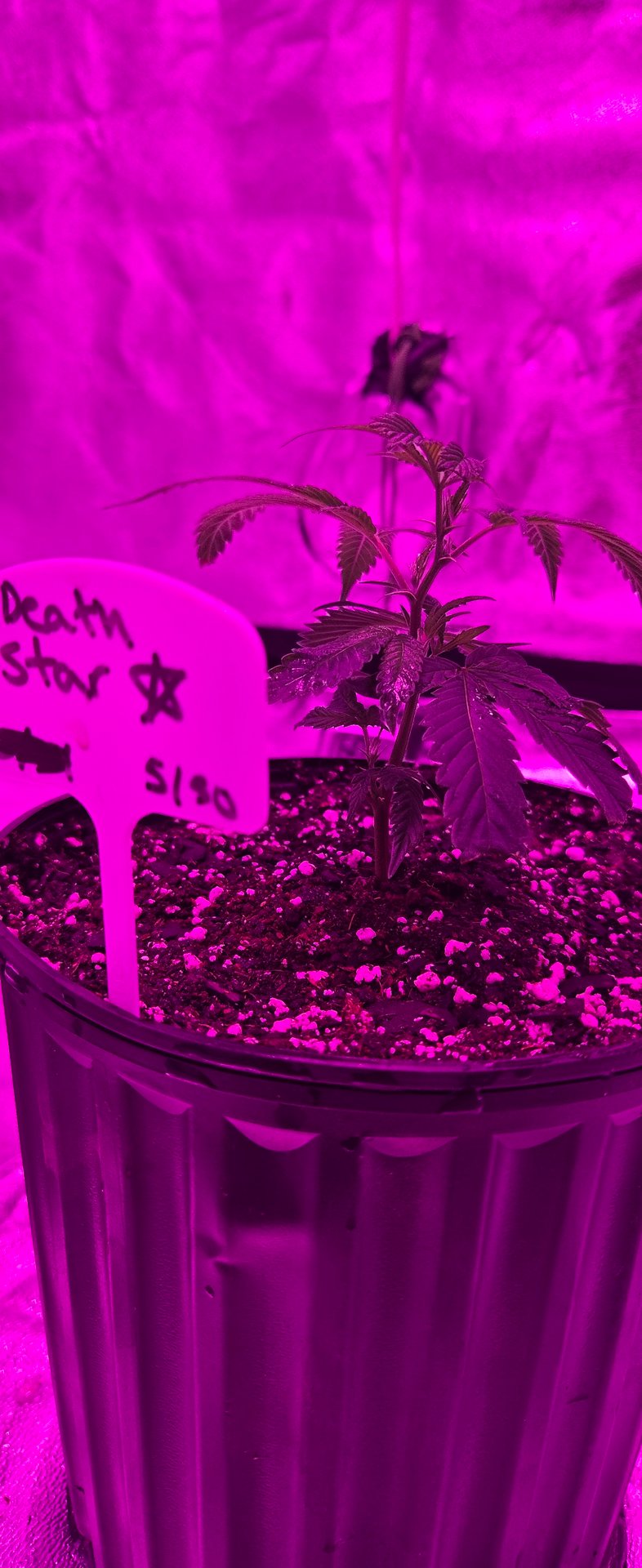 DeathStar, Grease Monkey, Goat Latto, Northern Lights