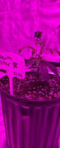 DeathStar, Grease Monkey, Goat Latto, Northern Lights — vegetative, day 1