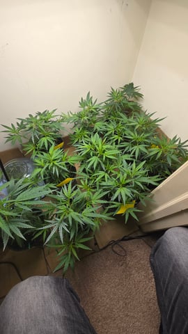 Blue Dream Clones — vegetative, day 13