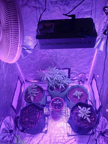 First autos  — vegetative, day 40