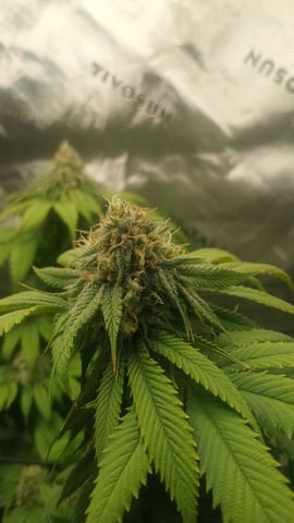 Critical Purple Kush — flower, day 120