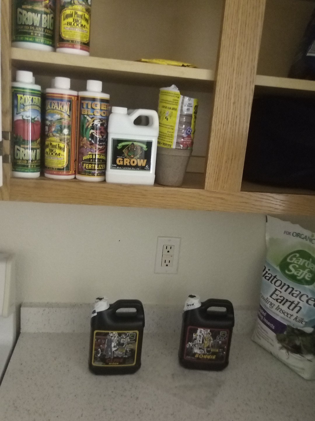 banana bread autoflower 