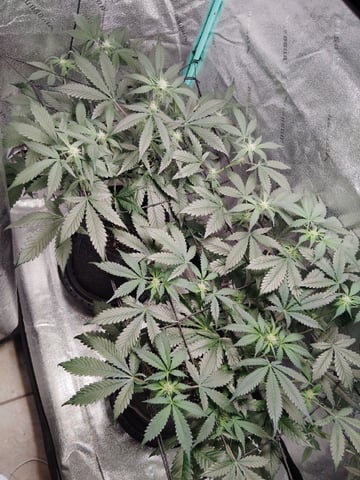 LSD Auto