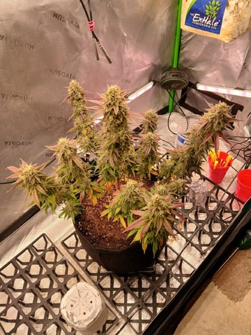 Lsd25, Dosido,GDP All Autos. — flower, day 72