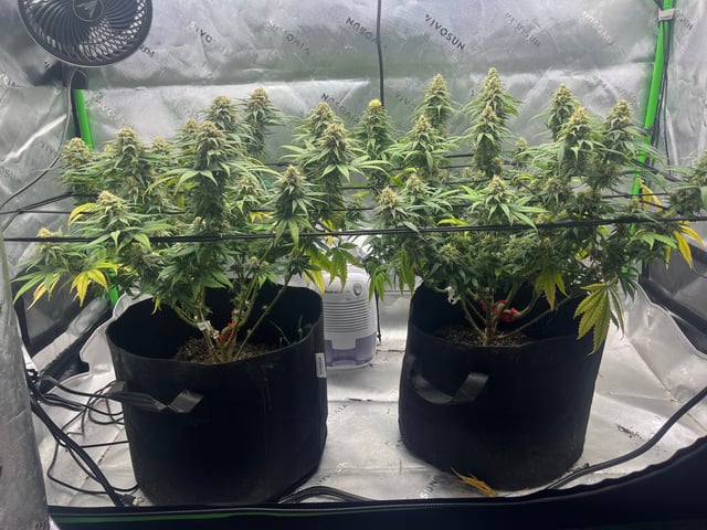 Blue Dream Photos — flower, day 98