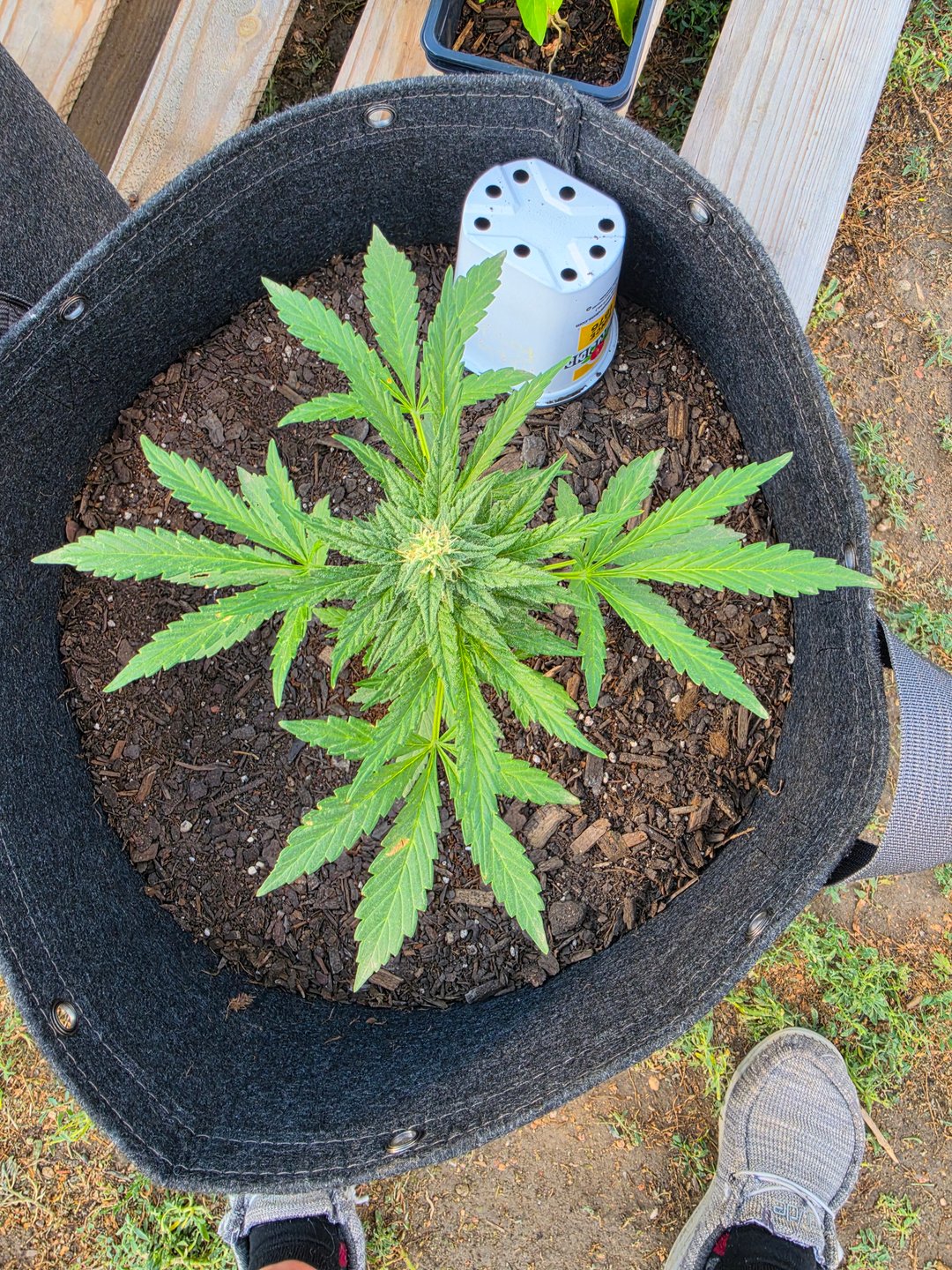 Purple Punch