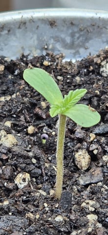 CzechsMex 2.0 — seedling_rooting, day 6