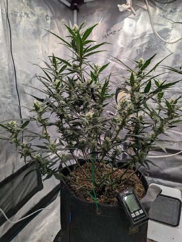 Fastbudz Payaya Cookies — flower, day 44