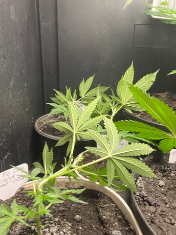 cherry pie clone  — vegetative, day 30