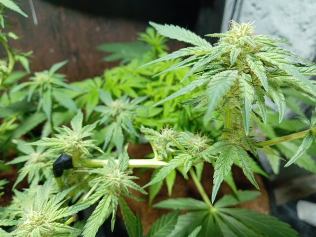Strawberry Banana Auto  — flower, day 123