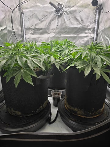 Purple Haze  — vegetative, day 33