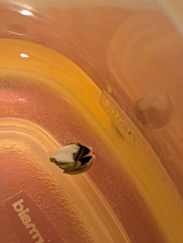 Guava, Guava, Gelato  — grow_setup, day 1