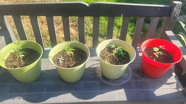 Poison Rainbows — vegetative, day 47